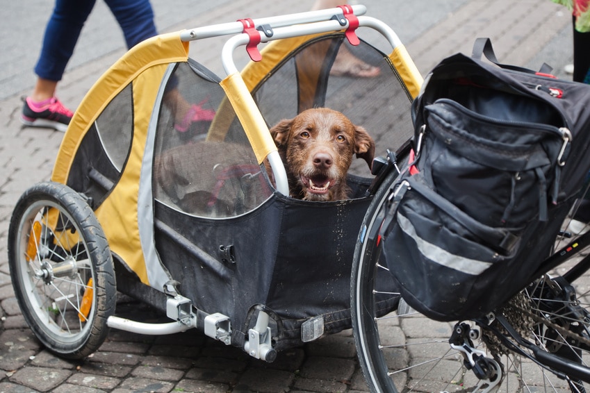 Was kostet ein Fahrradanhänger für den Hund? HundebuggyGuide.de