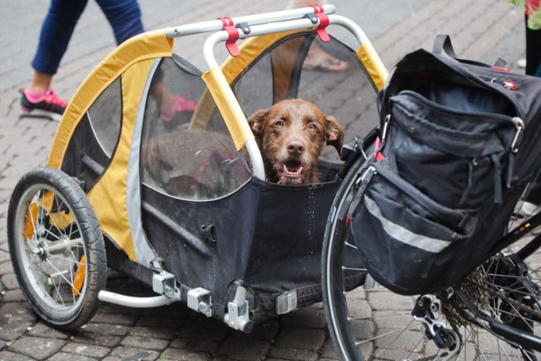 hundeanhänger fahrrad für große hunde